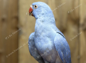 Ring neck parrot