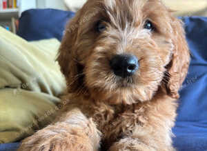 F1 medium sized Goldendoodle