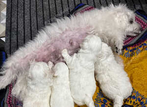 Maltipoo poppies for sale