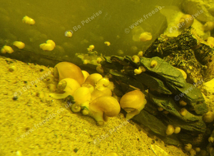 Apple snails