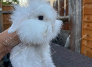 2 Does for Sale 13 Weeks Old