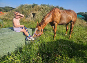 Broodmare or companion