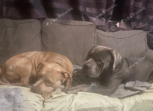 Standard bully /cane corso