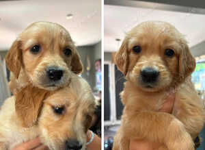 Stunning golden retriever puppies for sale