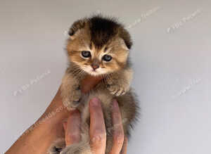 PUREBRED SCOTTISH FOLD KITTENS