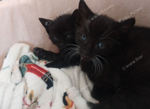 Kittens