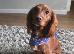 Lovable Cockapoo