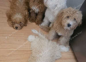 Toy Goldendoodles ~ READY TO LEAVE (UPDATED INFORMATION)