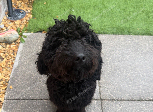 Cockapoo 10 months old