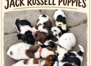 Tri coulered jack russel puppies