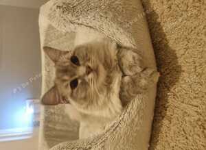 Ragdoll kitten