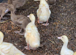 Cherry Valley Ducklings (females)