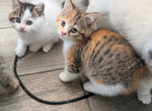 1 half Persian kitten, ready now