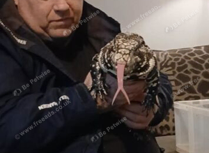 Tegu