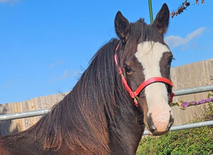 Kiki coming 2 Welsh c pony wpcs passported
