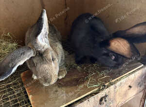 Rabbit
