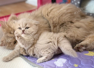 BritishLonghair ️Golden lilac Girl.️Gccf
