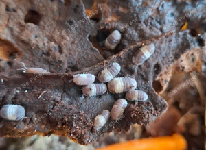 Isopods for sale