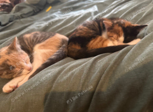 Beautiful kittens