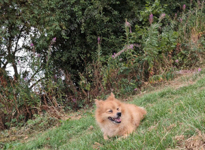 Male German Spitz (Benny)