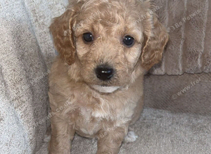Red Cockapoo Puppies