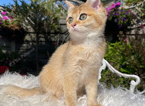 Golden Female Kitten Ready Now