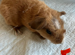 Sweet well handled smooth haired guinea pigs.