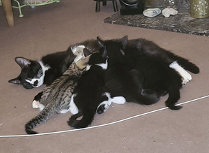 2 beautiful black and white kittens