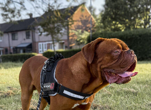 ODIN &mdash; DOGUE DE BORDEAUX STUD