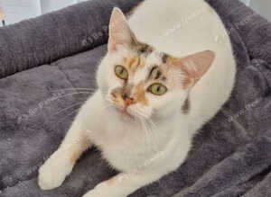 Calico cat super friendly to humans
