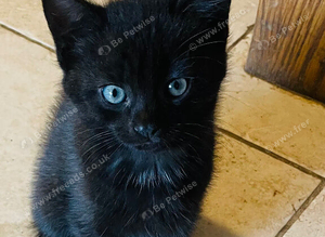 Lovely Playful Kittens Ready Now