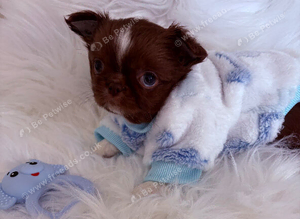 Tiny Chocolate boy