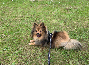 Pomeranian up for stud