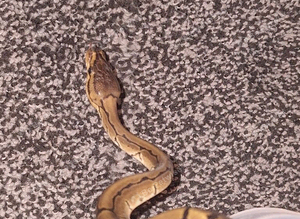 Baby pinstripe baby kingpin