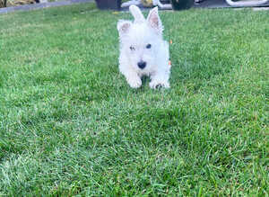 Our Final Westie Girl Are Looking for Loving Families ️