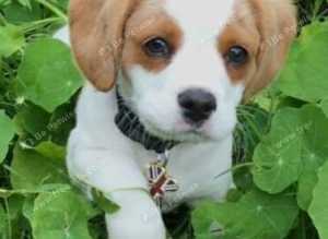 Mobile microchipping in Pembrokeshire