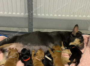 frenchie cross cockapoo pups.