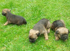 Border terrier puppies boys and a girl