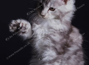Polydactyl Maine coon girl