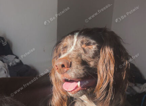 4 Year Old Sprocker