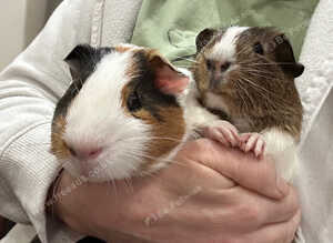 2 x male guinea pigs cage, and accessories
