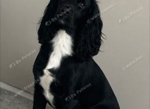 Cocker spaniel dog