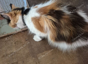 Kitens