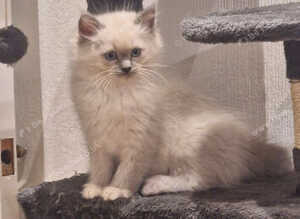 Beautiful Ragdoll Kittens - Ready for Their New Homes
