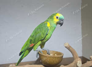 Stunning blue fronted amazon