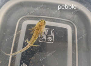 Axolotl babies
