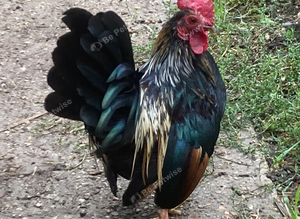 Serama male