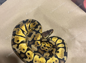 Royal python
