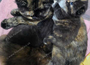 Mum and dad, with kittens. &pound;700 for all.