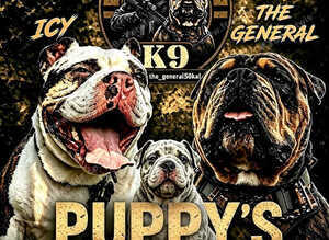 Stunning Pocket Bully Puppies | Rare & Exotic Colours | Beautiful Litter